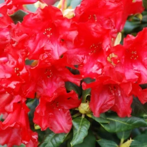 Red Rhododendron Plant Shrub - Vibrant Red Blooms for Your Garden