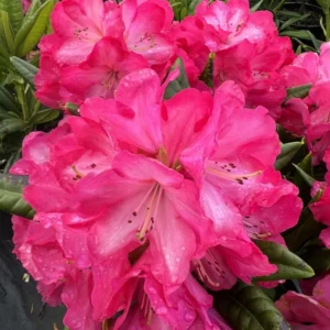 Hot Pink Rhododendron Plant Shrub - Vibrant Garden Color