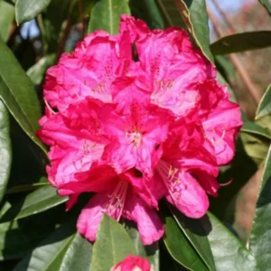 Hot Pink Rhododendron Plant Shrub - Vibrant Garden Color