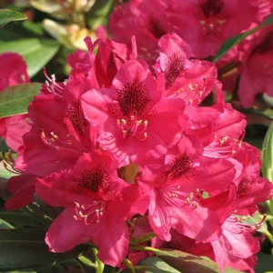 Hot Pink Rhododendron Plant Shrub - Vibrant Garden Color