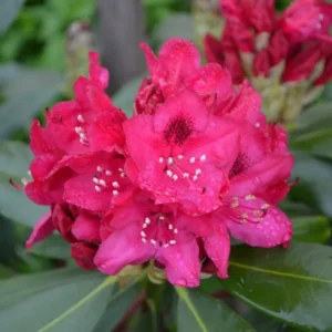 Hot Pink Rhododendron Plant 1 Year Old Shrub - Vibrant Blooms