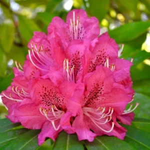 Hot Pink Rhododendron Plant 1 Year Old Shrub - Vibrant Blooms