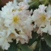 White Rhododendron Plant Shrub - Blooming White Flowers