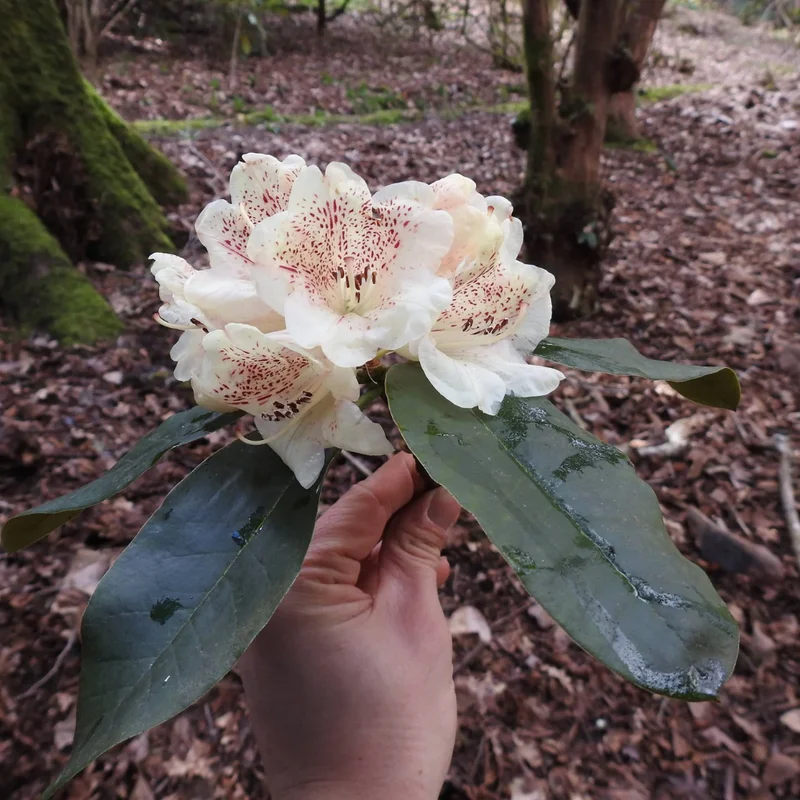 White Rhododendron Plant Shrub - Blooming White Flowers
