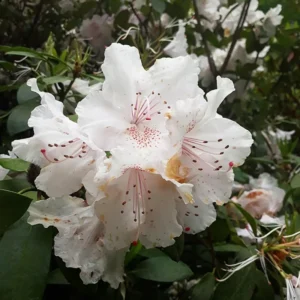White Rhododendron Plant Shrub - Blooming White Flowers