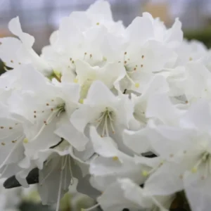 White Rhododendron Plant - 1 Year Old - Flowering Shrub