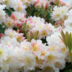 White Rhododendron Plant - 1 Year Old - Flowering Shrub