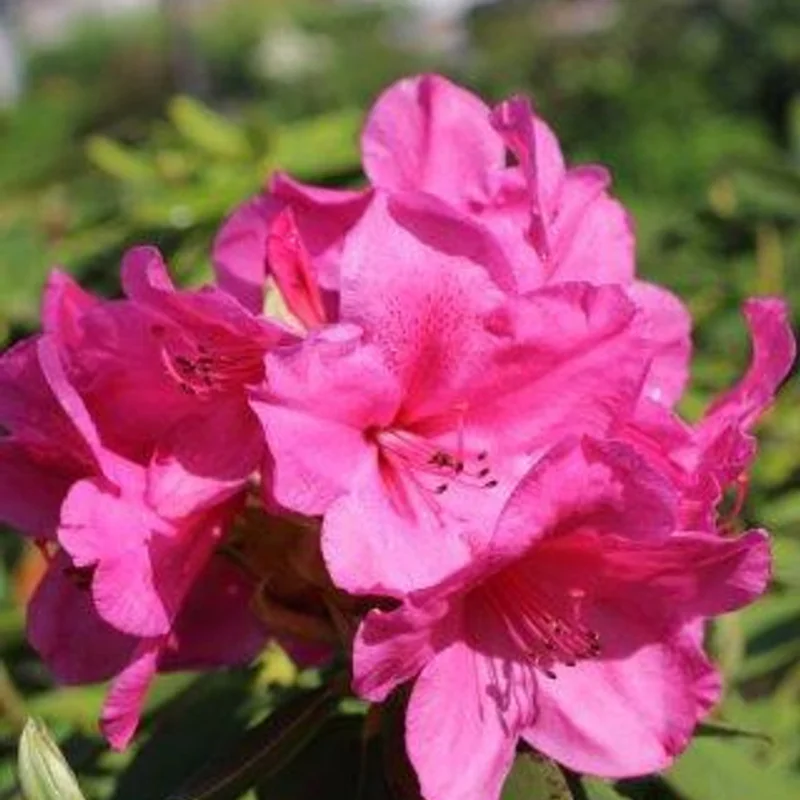 Deep Pink Rhododendron Plant Shrub - Vibrant Blooms for Your Garden