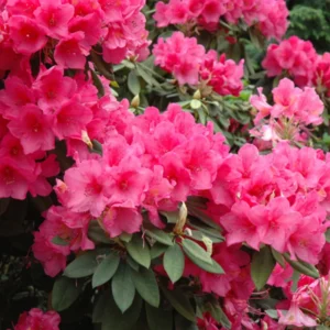 Deep Pink Rhododendron Plant Shrub - Vibrant Blooms for Your Garden