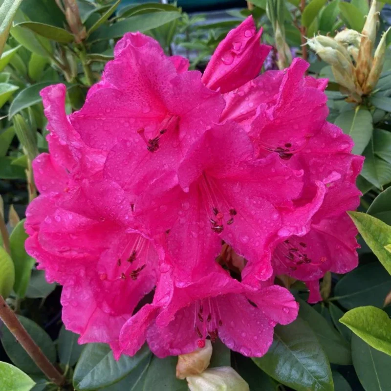 Deep Pink Rhododendron Plant Shrub - Vibrant Blooms for Your Garden