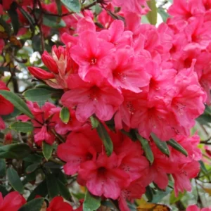 Deep Pink Rhododendron Plant 1 Year Old Nursery Grown Shrub