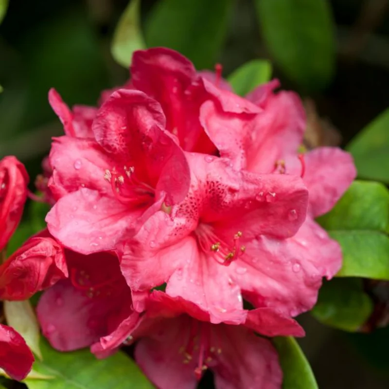 Deep Pink Rhododendron Plant 1 Year Old Nursery Grown Shrub