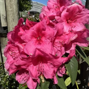 Deep Pink Rhododendron Plant 1 Year Old Nursery Grown Shrub