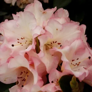 Light Pink Rhododendron Plant Shrub - Flowering Outdoor Plant