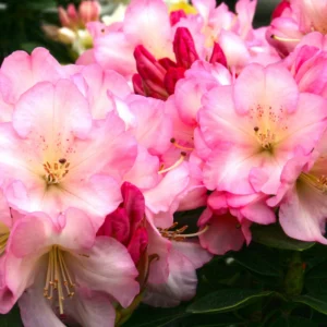 Light Pink Rhododendron Plant Shrub - Flowering Outdoor Plant