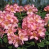 Light Pink Rhododendron Plant Shrub - Flowering Outdoor Plant