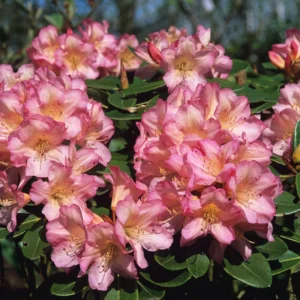Light Pink Rhododendron Plant Shrub - Flowering Outdoor Plant