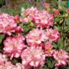 Light Pink Rhododendron Plant - 1 Year Old - Flowering Shrub