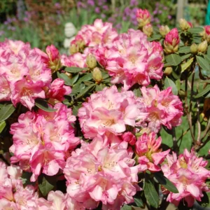 Light Pink Rhododendron Plant - 1 Year Old - Flowering Shrub