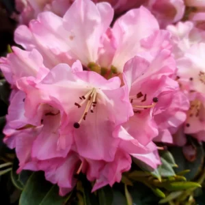 Light Pink Rhododendron Plant - 1 Year Old - Flowering Shrub