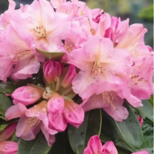 Light Pink Rhododendron Plant - 1 Year Old - Flowering Shrub