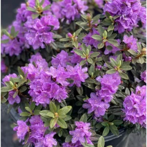 Light Purple Rhododendron Plant - Flowering Shrub for Gardens
