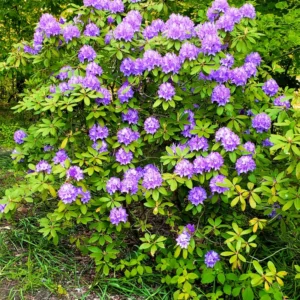 Light Purple Rhododendron Plant - Flowering Shrub for Gardens