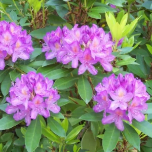 Light Purple Rhododendron Plant - Flowering Shrub for Gardens