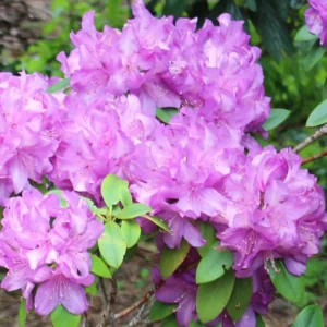 Light Purple Rhododendron Plant 1 Year Old Shrub