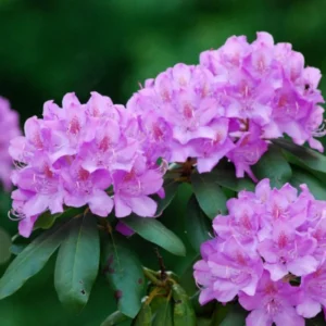 Light Purple Rhododendron Plant 1 Year Old Shrub