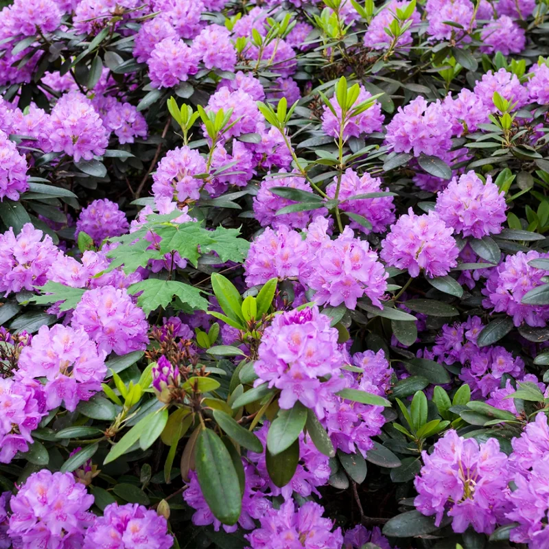 Light Purple Rhododendron Plant 1 Year Old Shrub