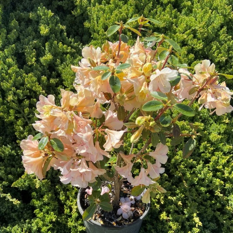 Cream Rhododendron Plant - Gallon Pot Size - Flowering Shrub