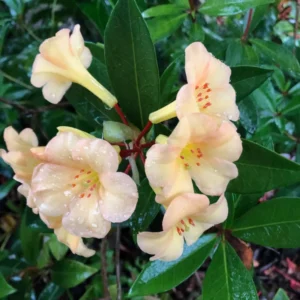 Cream Rhododendron Plant - Gallon Pot Size - Flowering Shrub