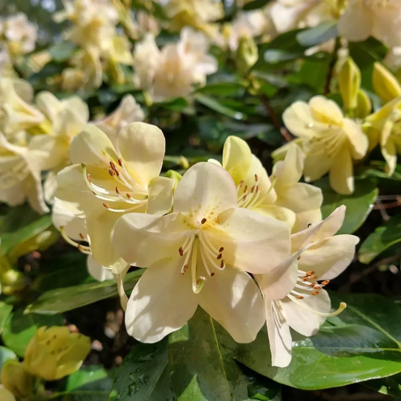 Cream Rhododendron Plant - Gallon Pot Size - Flowering Shrub