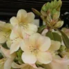 Cream Rhododendron Plant 1 Year Old Rare Rhododendron Flower Shrub