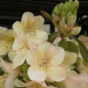 Cream Rhododendron Plant 1 Year Old Rare Rhododendron Flower Shrub