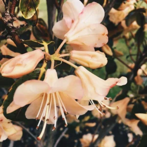 Cream Rhododendron Plant 1 Year Old Rare Rhododendron Flower Shrub