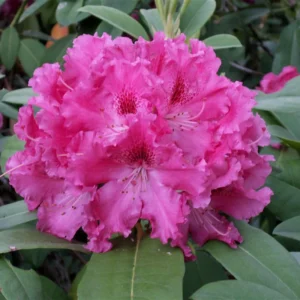 Curly Pink Rhododendron Plant Gallon Pot Beautiful Blooms