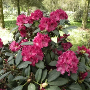 Curly Pink Rhododendron Plant Gallon Pot Beautiful Blooms