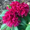 Curly Pink Rhododendron Plant 1 Year Old Rare Flowering Shrub