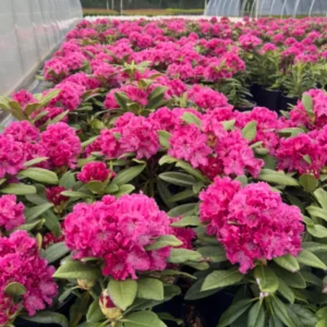 Curly Pink Rhododendron Plant 1 Year Old Rare Flowering Shrub