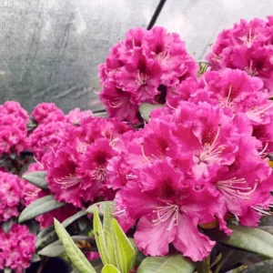 Curly Pink Rhododendron Plant 1 Year Old Rare Flowering Shrub