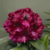 Dark Purple Rhododendron Plant - Gallon Pot - Flowering Shrub