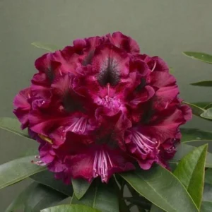 Dark Purple Rhododendron Plant - Gallon Pot - Flowering Shrub