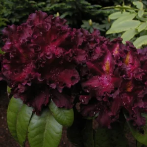 Dark Purple Rhododendron Plant - Gallon Pot - Flowering Shrub