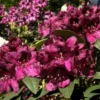 Dark Purple Rhododendron Plant 1 Year Old Rare Variety