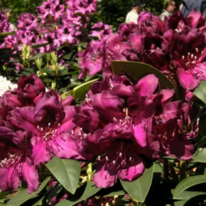 Dark Purple Rhododendron Plant 1 Year Old Rare Variety