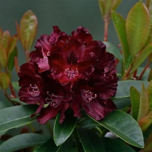 Dark Purple Rhododendron Plant 1 Year Old Rare Variety
