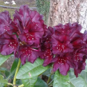 Dark Purple Rhododendron Plant 1 Year Old Rare Variety