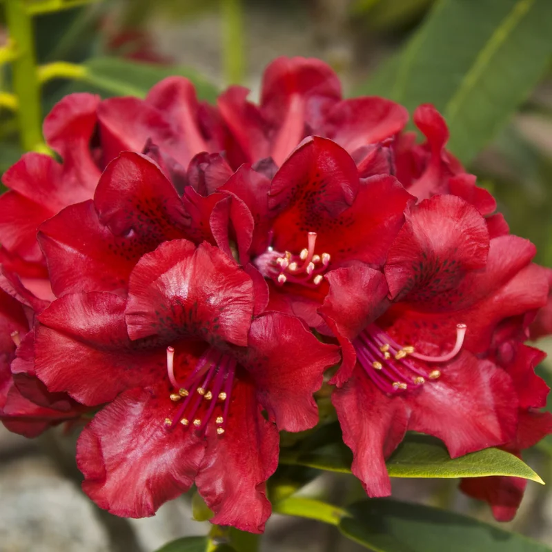 Burgundy Rhododendron Plant - 1 Gallon Pot - Flowering Shrub